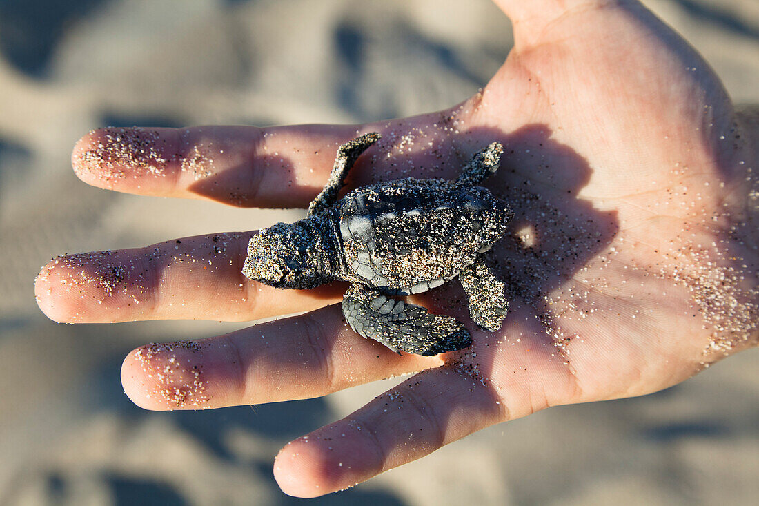 Unechte Karettschildkröte, frisch geschlüpftes Jungtier auf Kinderhand, Caretta caretta, lykische Küste, Mittelmeer, Türkei