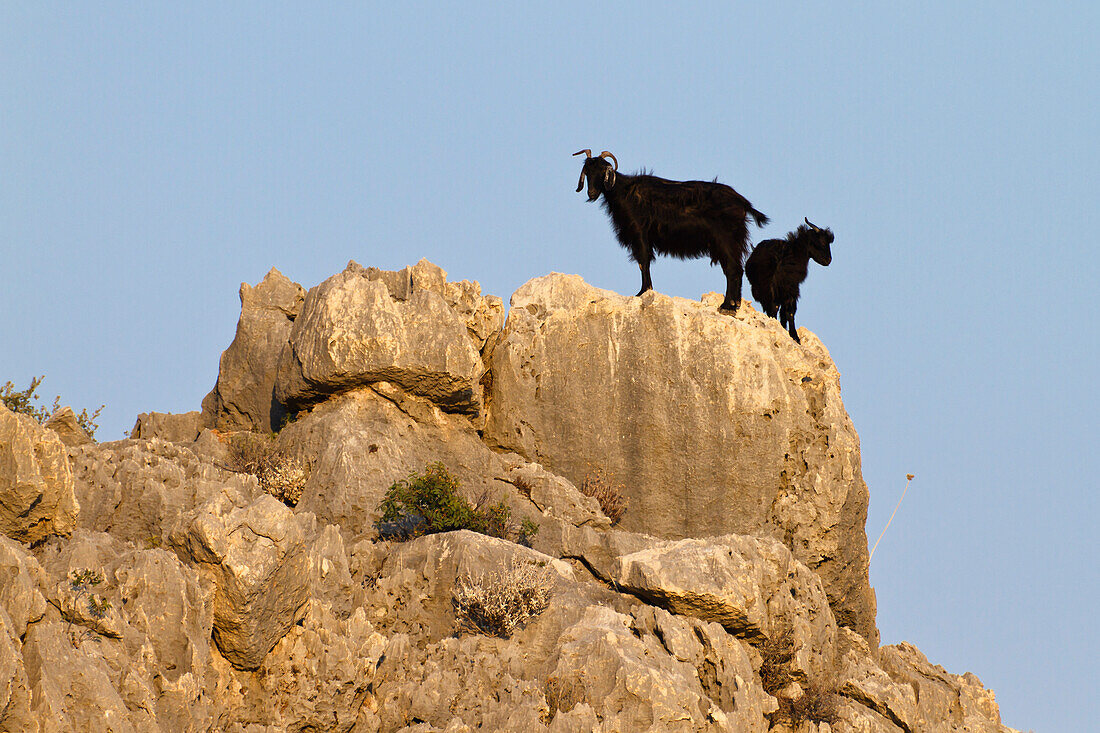 Goats on the lycian coast, Lycia, Mediterranean Sea, Turkey, Asia