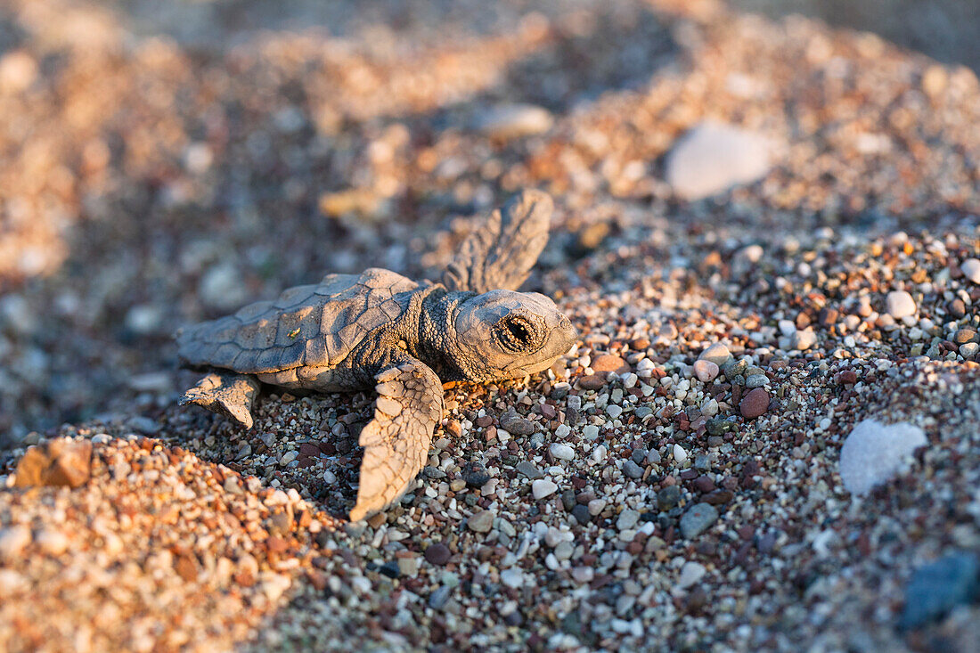 Unechte Karettschildkröte, frisch geschlüpftes Jungtier, Caretta caretta, Cirali, lykische Küste, Mittelmeer, Türkei