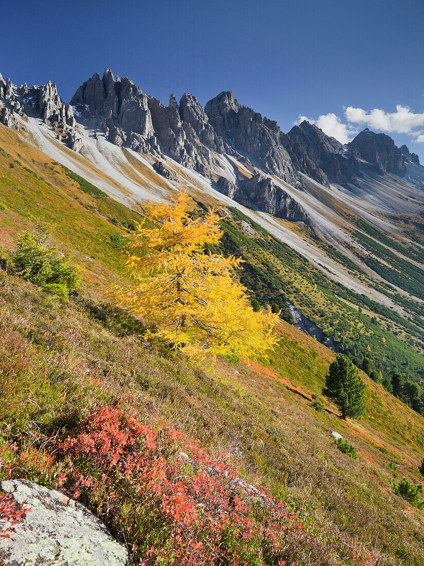 Lärche auf der Kemater Alm im Herbst, Kalkkögel, Tirol, Österreich, Europa