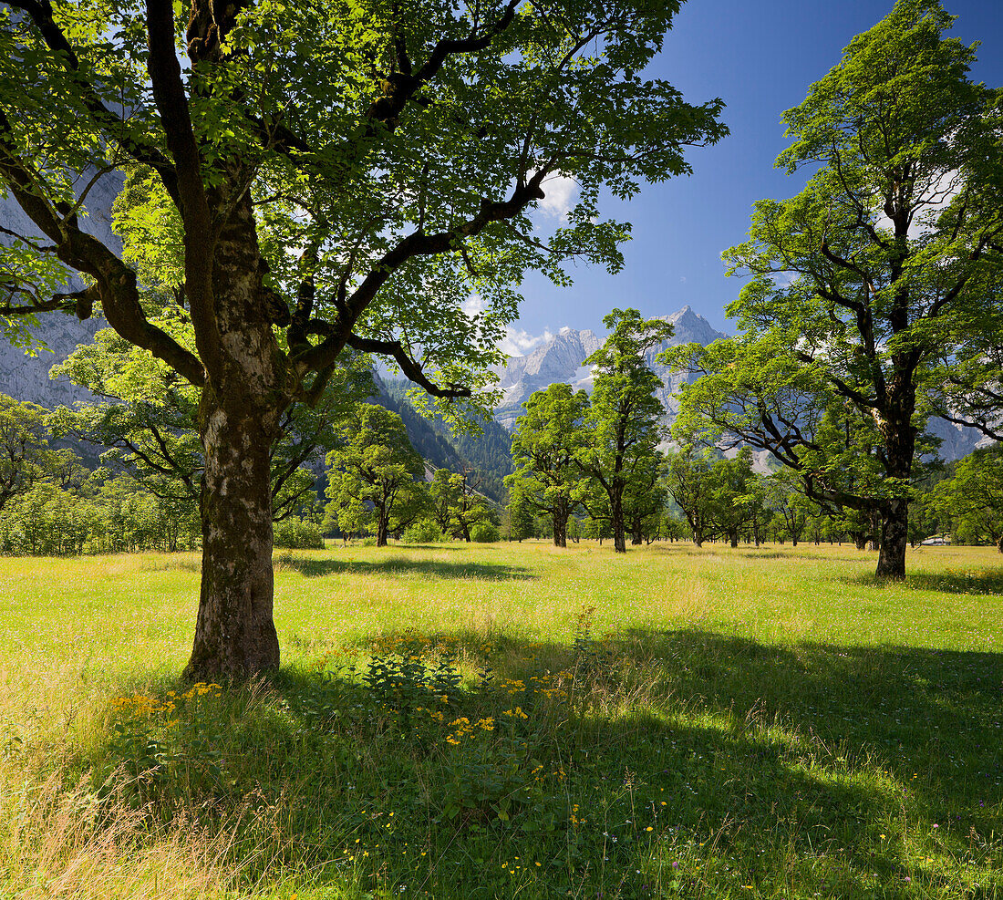 Meadow with trees in front of Karwendel mountain, Großer Ahornboden and Spritzkarspitze, Tyrol, Austria, Europe