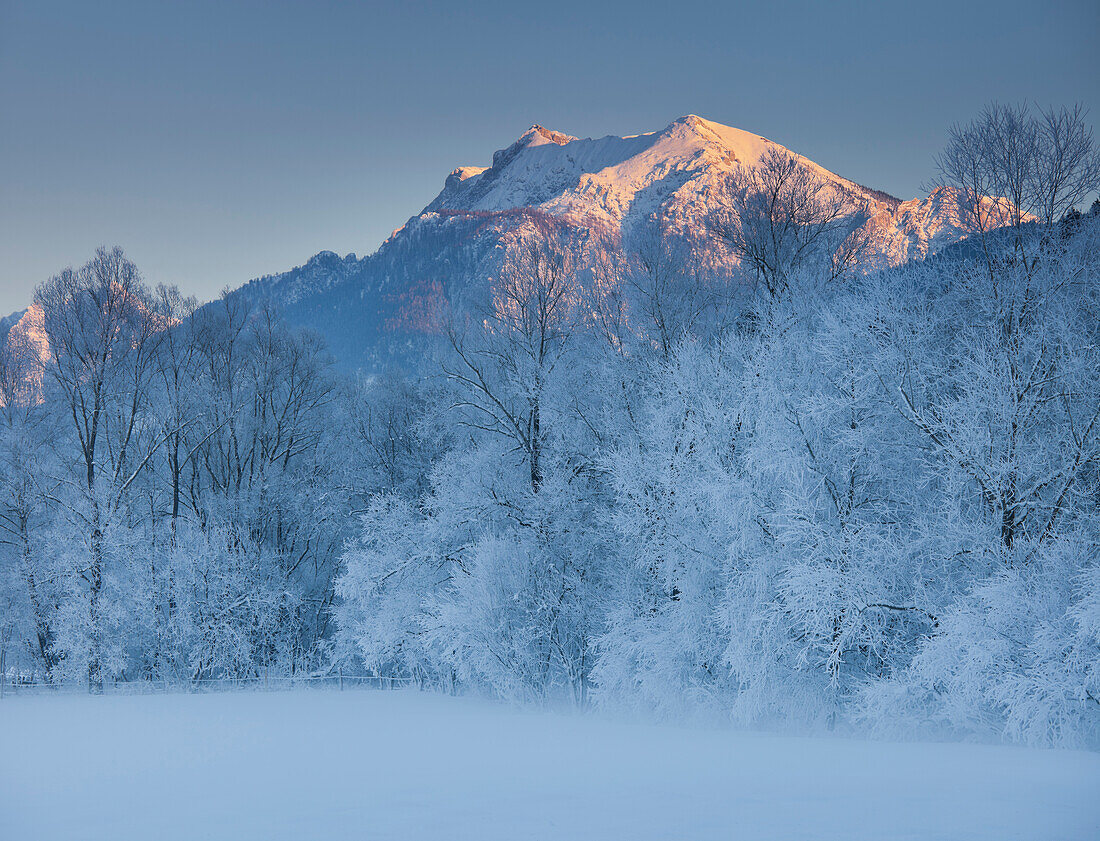 Bäume mit Raureif, Ennstaler Alpen, Ennstal, Steiermark, Österreich, Europa