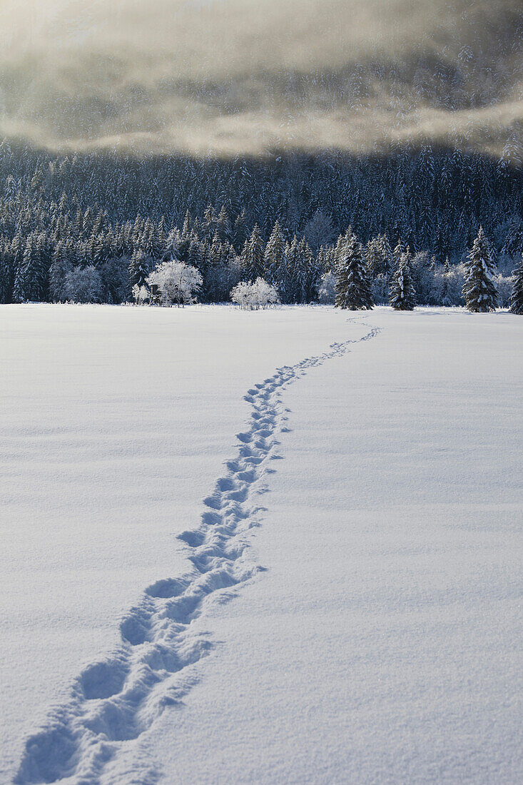 Track in the snow, Rotmoos, Styria, Austria, Europe
