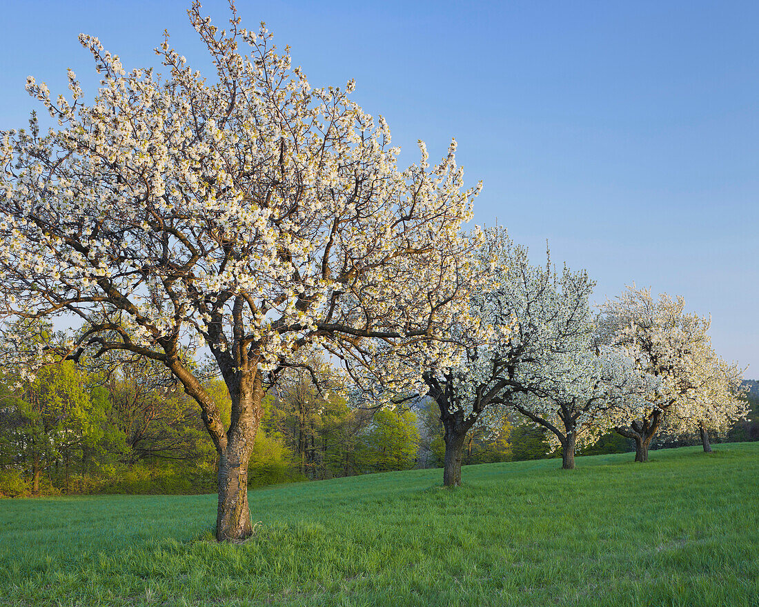 Blooming cherry trees in a meadow, Burgenland, Austria, Europe