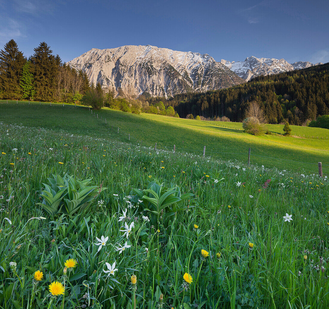 Saftig grüne Wiese vor dem Berg Grimming, Steiermark, Österreich, Europa