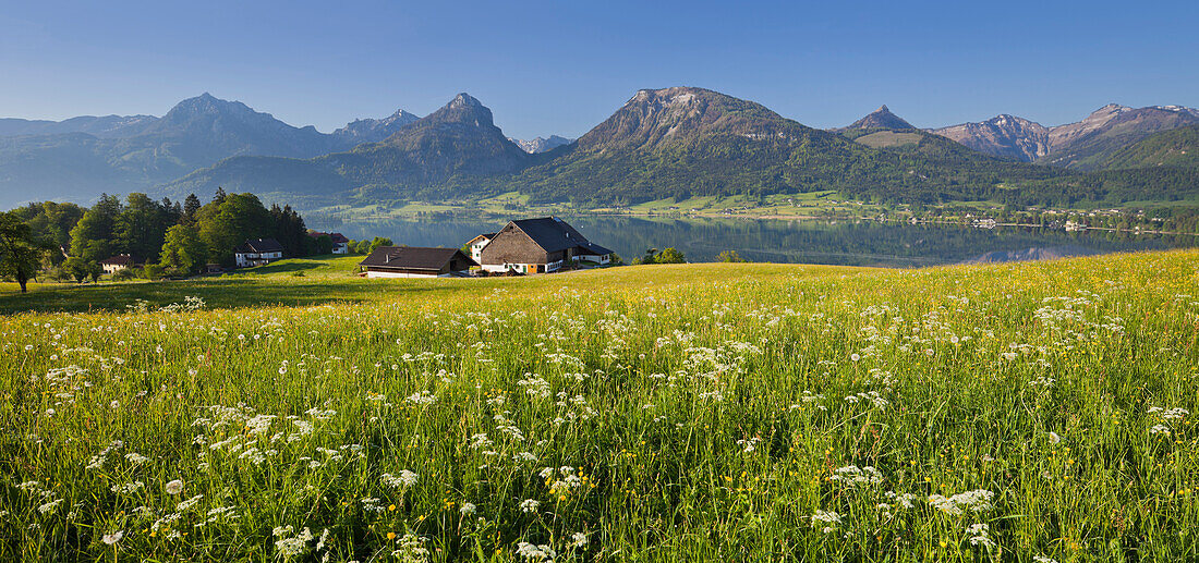 Flower meadow and farm house, St. Wolfgang at lake Wolfgangsee, Bergwerkskogel, Sparber, Bleckwand, Osterhorn, Salzkammergut, Upper Austria, Austria, Europe
