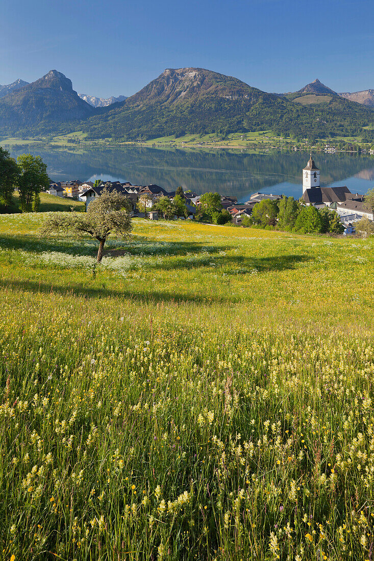 View over a meadow onto St. Wolfgang at lake Wolfgangsee, Bergwerkskogel, Sparber, Bleckwand, Osterhorn, Salzkammergut, Upper Austria, Austria, Europe
