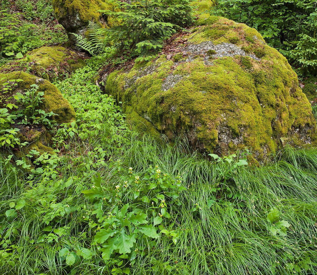 Moos und Gras im Landschaftsschutzgebiet Feldaist, Oberösterreich, Österreich, Europa