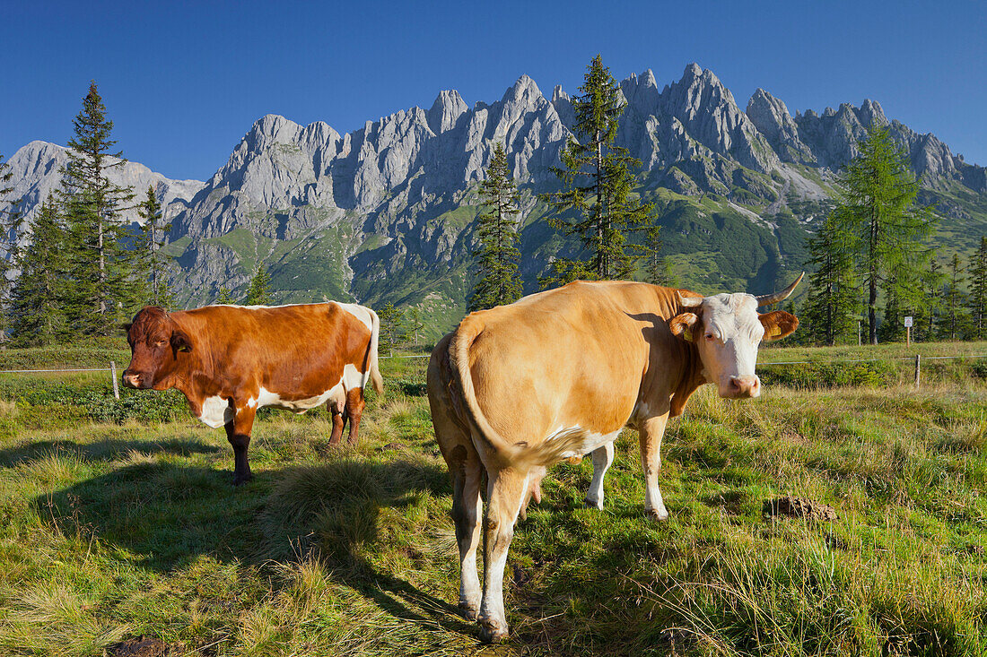 Blick vom Hochkeil zur Mandlwand, Kühe auf einer Alm, Hochkönig, Salzburg, Österreich, Europa