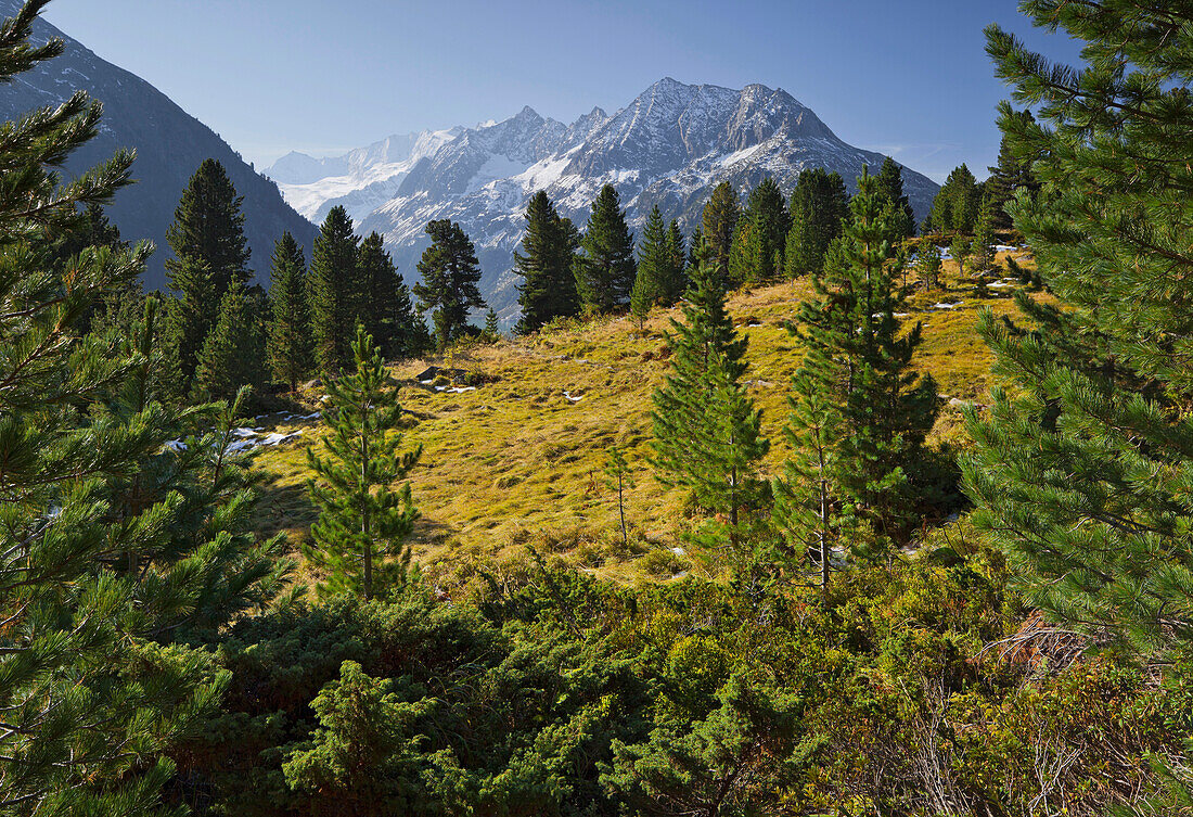 Friesenbergalm, Grosser Greiner, Grosser Moeseler, Zillertaler Alps, Tyrol, Austria