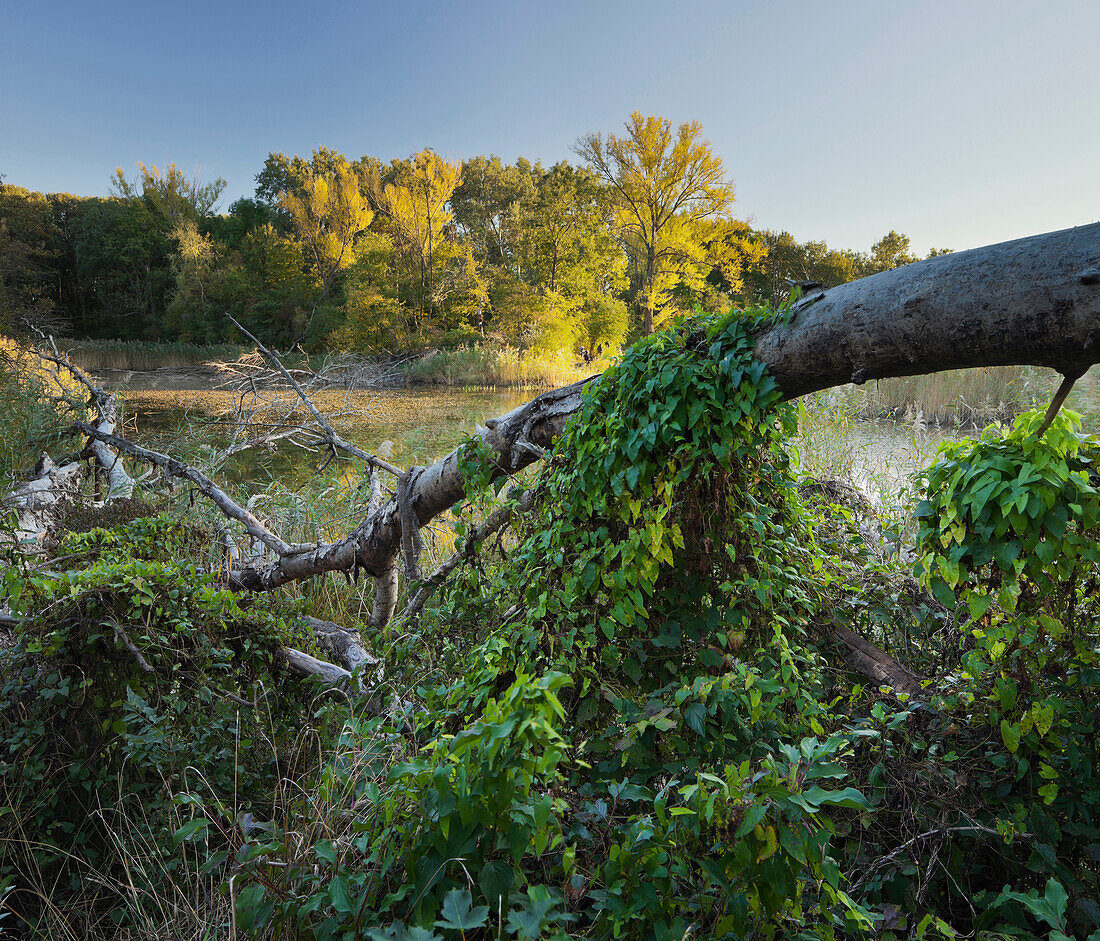 Recreational area,Lobau,Vienna floodplain,21,Bezirk,Vienna,Austria