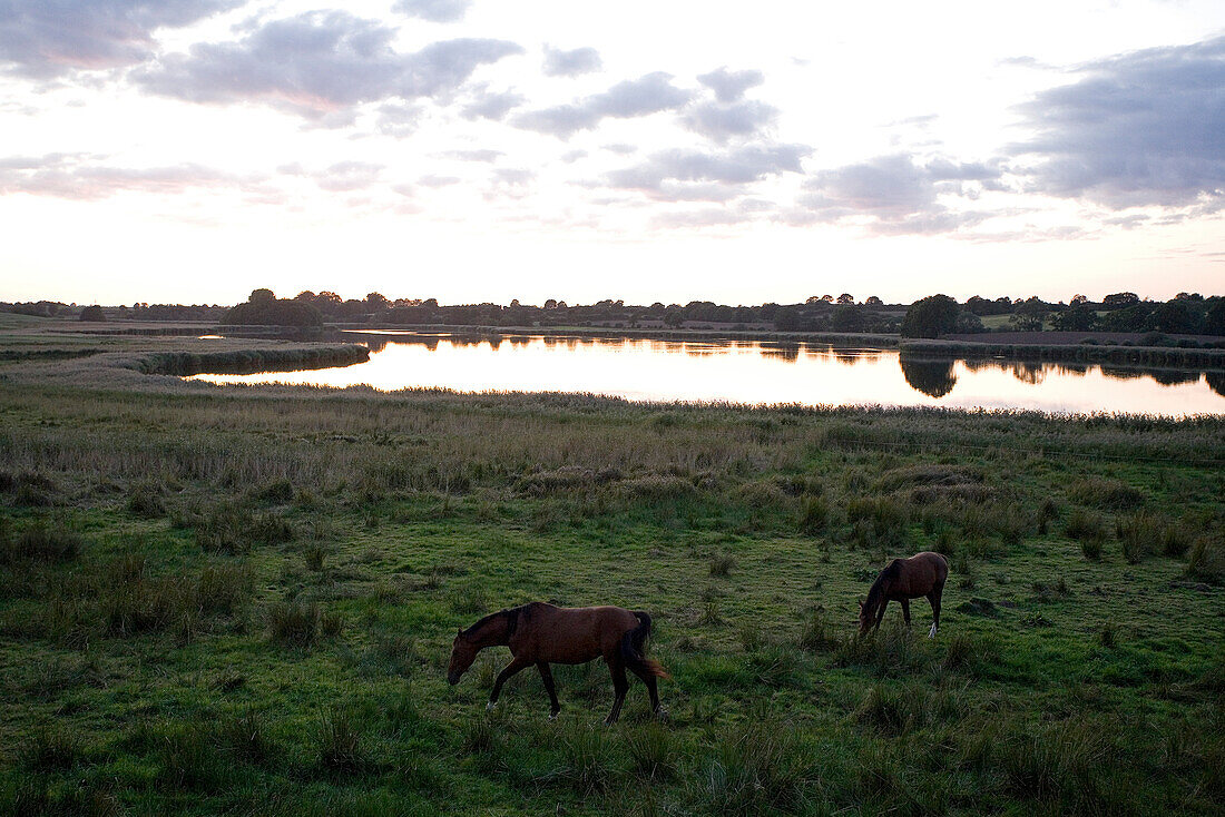 Pferde am Ornumer Noor, einem Seitenarm der Schlei, Schlei, Schleswig-Holstein, Deutschland, Europa