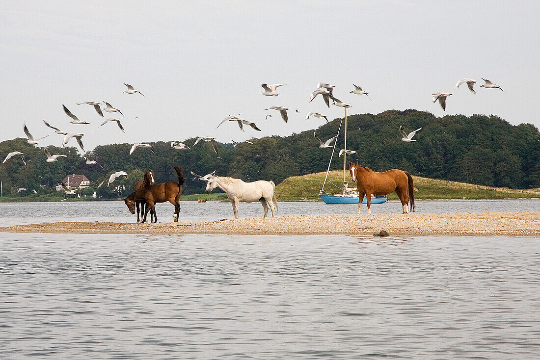 Horses at the banks of Schlei at the Bukenoor, Schleswig-Holstein, Germany, Europe