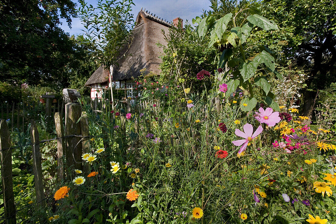Blumen im Garten des Ehepaares Chalupka, Hestoft, Schlei, Schleswig-Holstein, Deutschland, Europa
