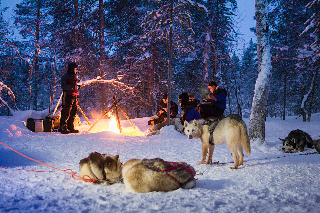 Schlittenhunde und eine Gruppe Menschen sitzen im Winter um ein Lagerfeuer, Lappland, Finnland, Europa