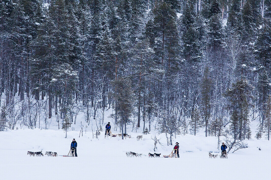Menschen fahren mit Hundeschlitten durch verschneite Landschaft, Lappland, Finnland, Europa