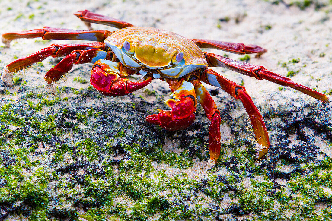 Rote Klippenkrabbe auf Dragon Hill, Insel Santa Cruz, Galapagos Inseln, Ecuador, Südamerika