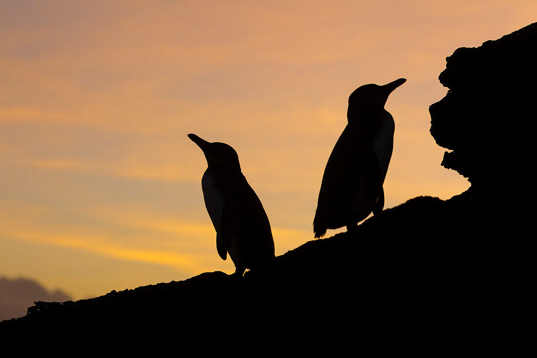 Galapagos Pinguine auf Isla Santiago bei Sonnenuntergang, Galapagos Inseln, Ecuador, Südamerika
