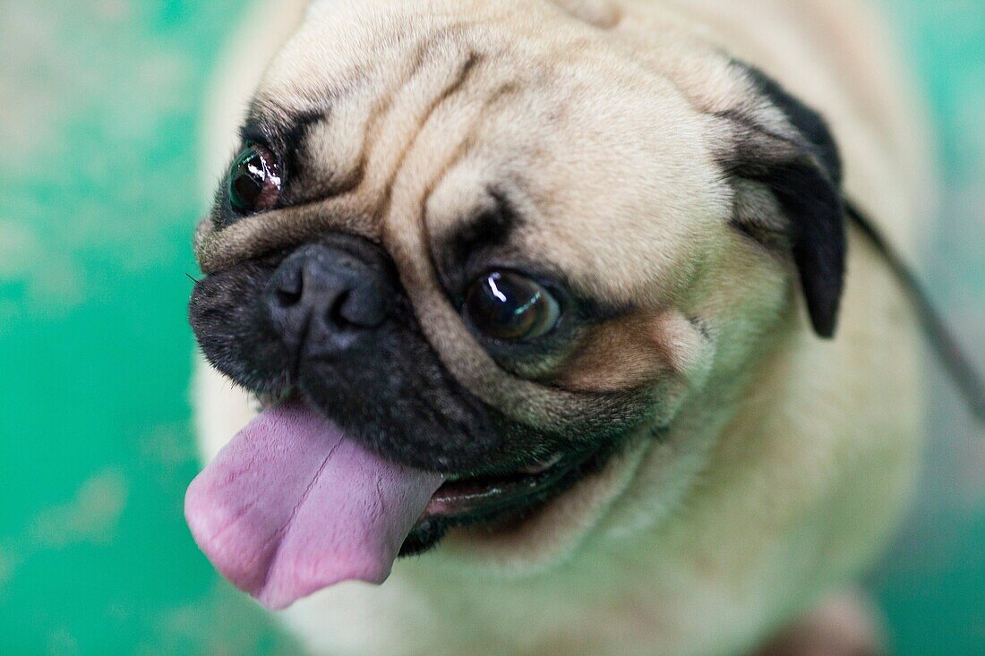 Pug