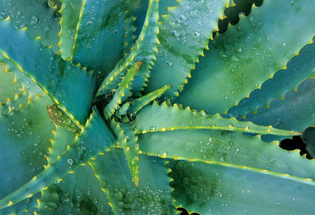 Krantz Aloe - Aloe arborescens -