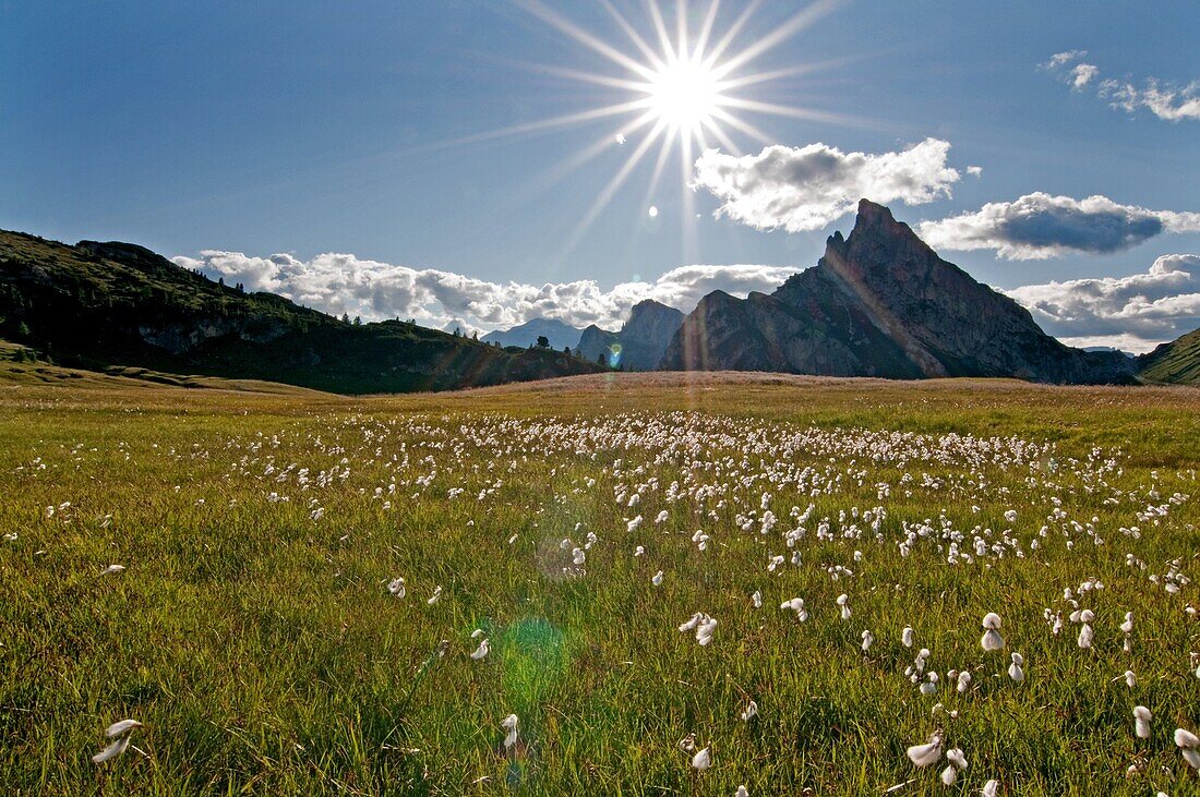 Cortina, sunburst and wildflowers in a meadow below Sas De Stria near Passo Falzarego high above the city of Cortina in northern Italy