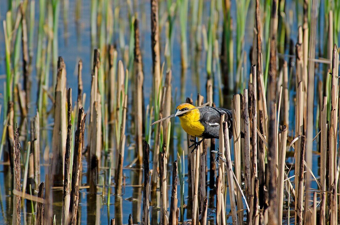 Twin Falls, Xanthocephalus Orioles, Yellow Headed Blackbird on Murtaugh Lake near the town of Murtaugh in southern Idaho