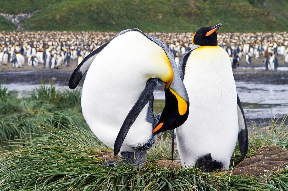 King penguin Aptenodytes patagonicus breeding and nesting colony at Salisbury Plains, Bay of Isles on South Georgia Island, Southern Ocean  MORE INFO The king penguin is the second largest species of penguin at about 90 cm 3 ft tall and weighing 11 to 16