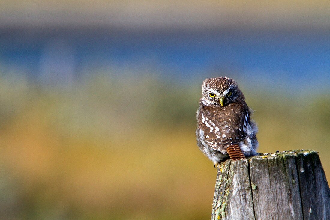 Adult austral pygmy-owl Glaucidium nanum at Estancia Harberton outside Ushuaia on Tierra del Fuego, Argentina  MORE INFO The austral pygmy-owl is found in Argentina and Chile