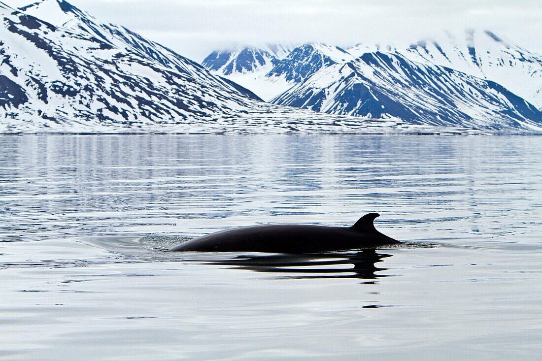 Adult common northern minke whale Balaenoptera acutorostrata sub-surface feeding in the rich waters of Woodfjord off the northwest side of Spitsbergen in the Svalbard Archipelago, Norway  MORE INFO The minke whale is the second smallest baleen whale - onl