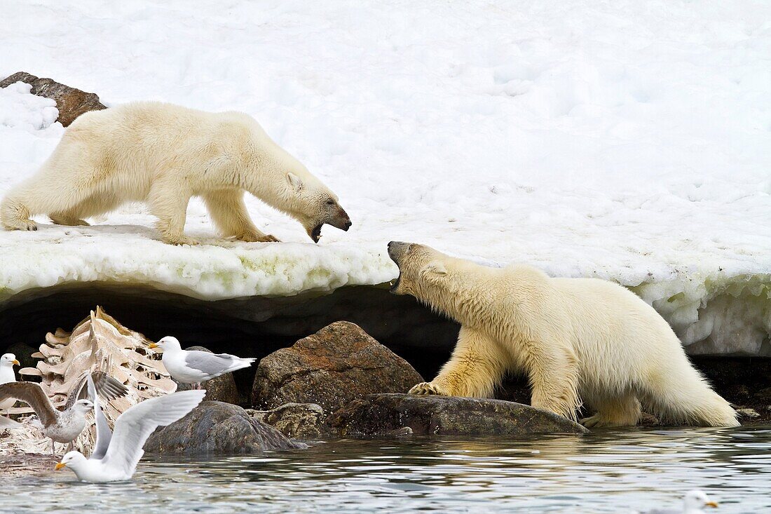 Mother polar bear Ursus maritimus and COY cub-of-year disputing and then allowing a male bear to feed on a fin whale carcass in Holmabukta on the northwest coast of Spitsbergen in the Svalbard Archipelago, Norway  MORE INFO The IUCN now lists global warmi