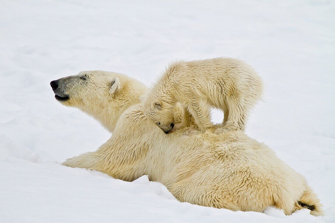 Mother polar bear Ursus maritimus with COY cub-of-year in Holmabukta on the northwest coast of Spitsbergen in the Svalbard Archipelago, Norway  MORE INFO The IUCN now lists global warming as the most significant threat to the polar bear, primarily because