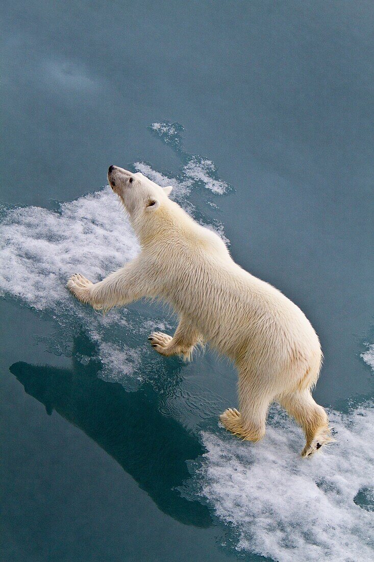 Young curious female polar bear Ursus maritimus approaches the Lindblad Expedition ship National Geographic Explorer on fast ice near Hinlopen Strait off the eastern coast of Spitsbergen in the Svalbard Archipelago, Norway  MORE INFO The IUCN now lists gl