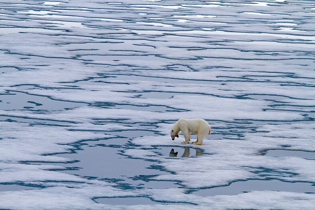 Young curious female polar bear Ursus maritimus approaches the Lindblad Expedition ship National Geographic Explorer on fast ice near Hinlopen Strait off the eastern coast of Spitsbergen in the Svalbard Archipelago, Norway  MORE INFO The IUCN now lists gl