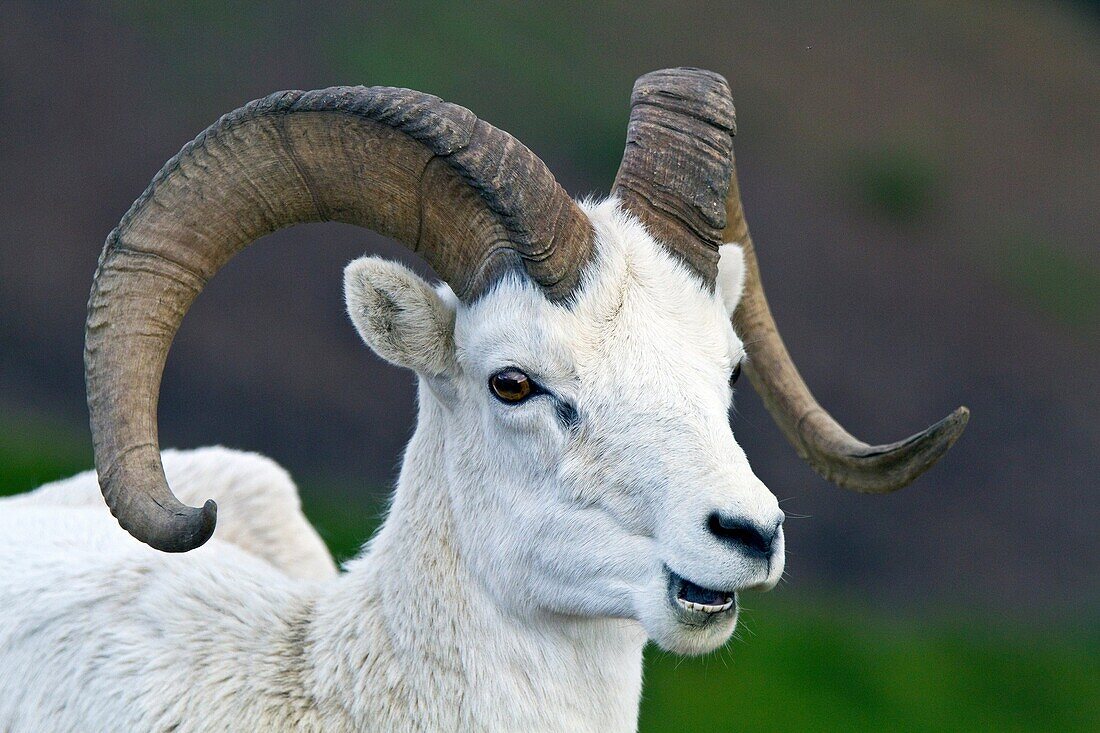 Adult Dall sheep Ovis dalli in Denali National Park, Alaska, USA  MORE INFO It takes a Dall ram about eight years to grow the majestic, circular horns that are the trademark of this species, these horns are made of keratin, the same substance as fingernai