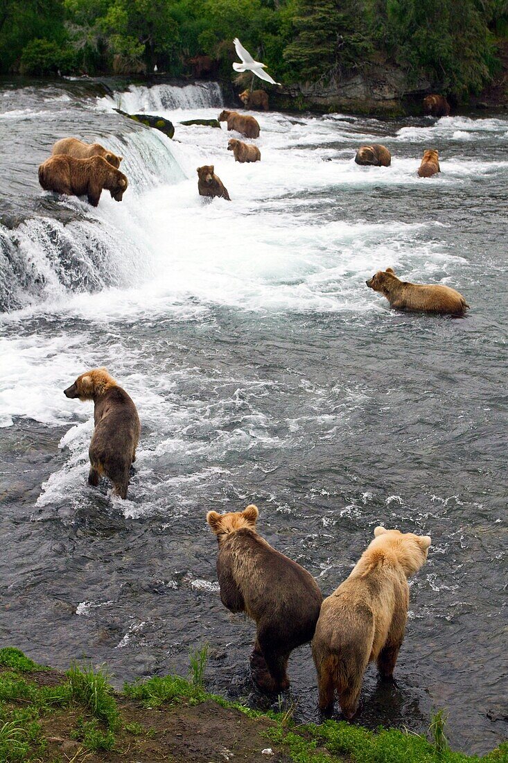 A view from the Park Service platform where adult brown bear Ursus arctos forage for salmon at the Brooks River in Katmai National Park near Bristol Bay, Alaska, USA  Pacific Ocean  MORE INFO Every July salmon spawn in the river between Naknek Lake and Br