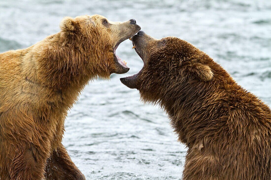 Adult brown bears Ursus arctos disputing fishing rights for salmon at the Brooks River in Katmai National Park near Bristol Bay, Alaska, USA  Pacific Ocean  MORE INFO Every July salmon spawn in the river between Naknek Lake and Brooks Lake and brown bears