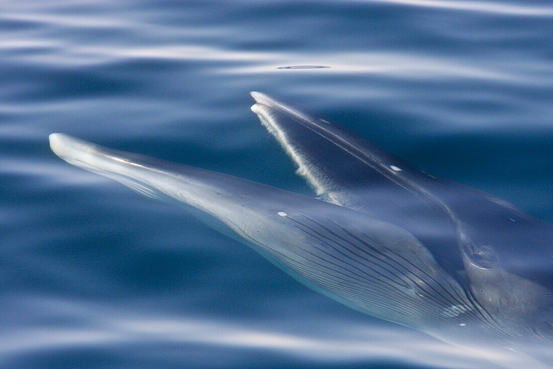 Adult Bryde´s whale Balaenoptera edeni surface skim feeding on euphausids off Isla del Carmen in the southern Gulf of California Sea of Cortez, Baja California Sur, Mexico  MORE INFO Bryde´s whales are the least known of the large baleen whales, yet perha