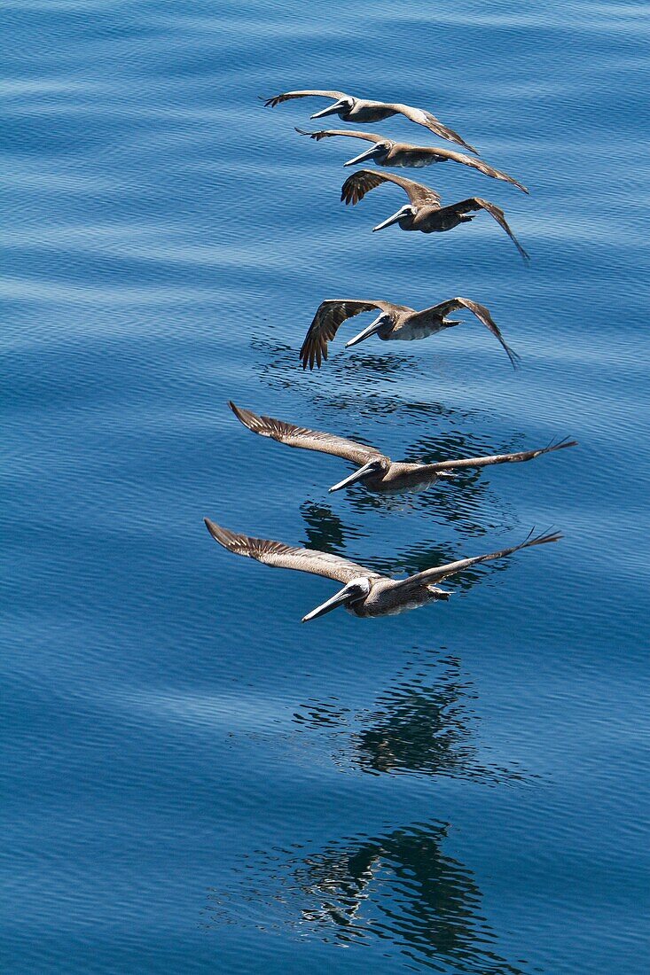 Adult brown pelicans Pelecanus occidentalis in formation in the Gulf of California Sea of Cortez, Baja California Norte, Mexico