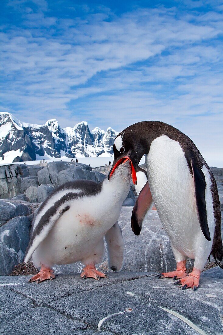 Gentoo penguins Pygoscelis papua adult feeding chick in Antarctica, Southern Ocean  MORE INFO The gentoo penguin is the third largest of all penguins worldwide, with adult gentoos reaching a height of 51 to 90 cm 20-36 in There are an estimated 80, 000 br