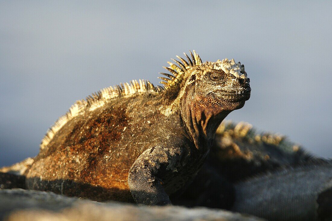 The endemic marine iguana Amblyrhynchus cristatus in the Galapagos Island Group, Ecuador  This is the only marine iguana in the world, with many of the main islands having it´s own subspecies  Pacific Ocean