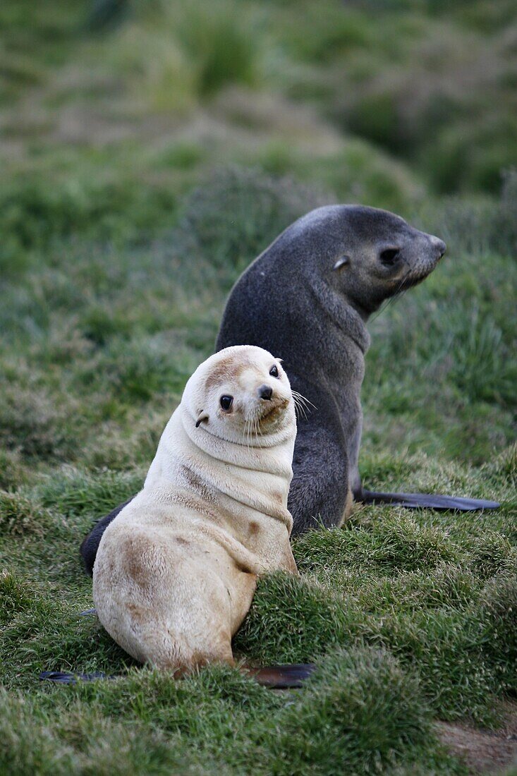 Antarctic fur seal Arctocephalus gazella pups at the abandonded whaling station at Grytviken on the island of South Georgia, southern Atlantic Ocean