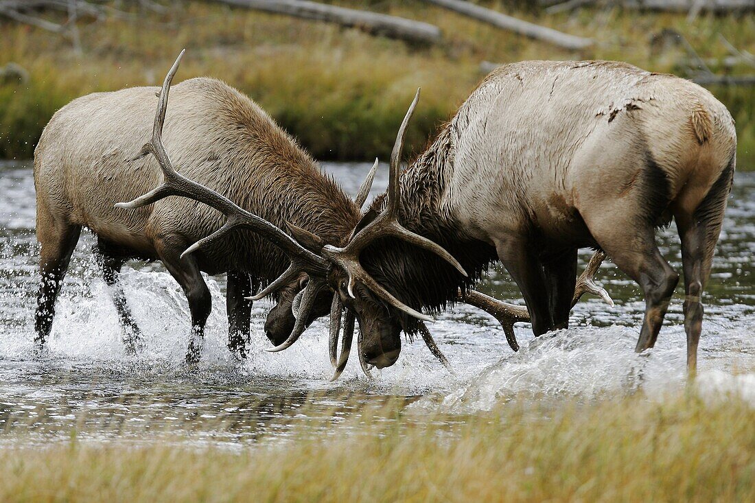 Bull Elk Cervus elaphus locked in an antler-to-antler fight during mating season in the Madison River, Yellowstone National Park, Wyoming, USA