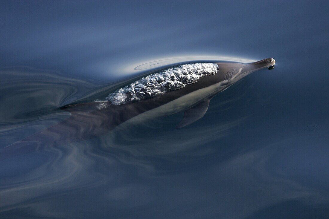 Long-beaked Common Dolphin Delphinus capensis surfacing in calm water off Isla Carmen in the Gulf of California Sea of Cortez, Mexico