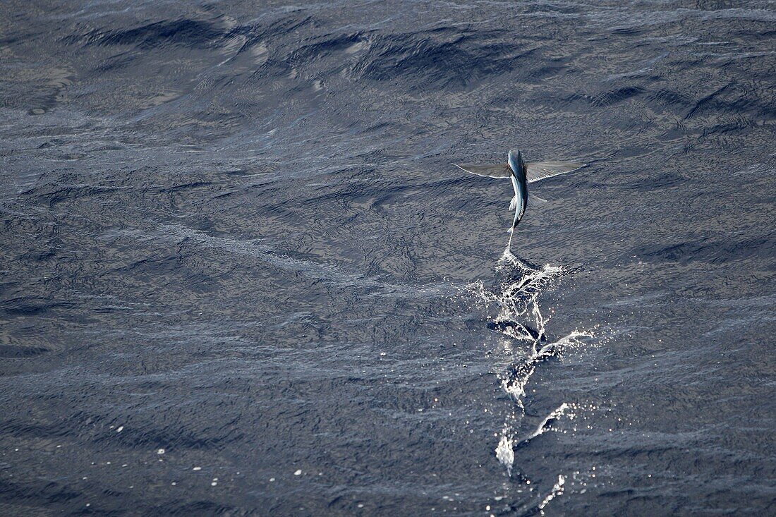 Atlantic flying fish Cypselurus melanurus fleeing the bow and taking flight for safety near Ascension Island in the Atlantic Ocean