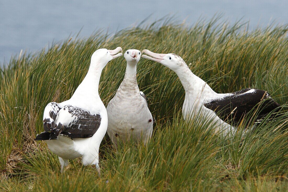Adult wandering albatross Diomedea exulans exhibiting courtship behavior on Prion Island, which lies in the Bay of Isles towards the west end of South Georgia Island in the Southern Atlantic Ocean  The wandering albatross is the largest not heaviest bird