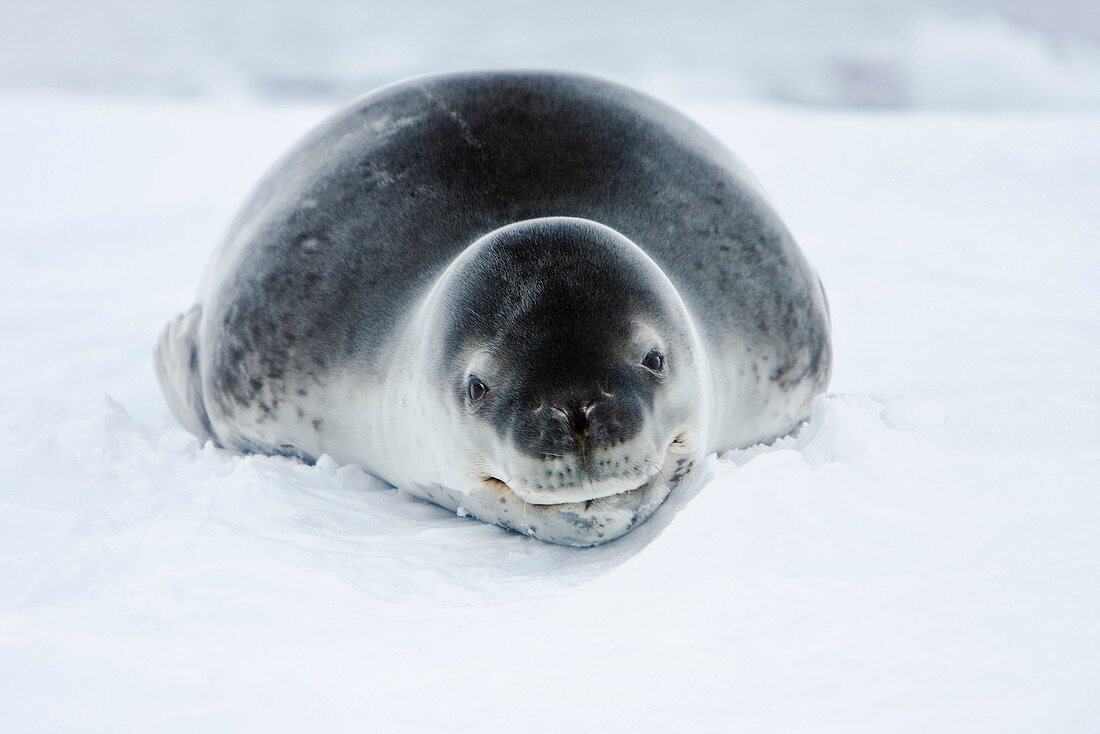 An adult leopard seal Hydrurga leptonyx hauled out and resting among the icebergs in the Ererra Channel near the west Coast of the Antarctic peninsula, southern ocean  This seal is the only pinniped known to have attacked and killed a human being in Antar