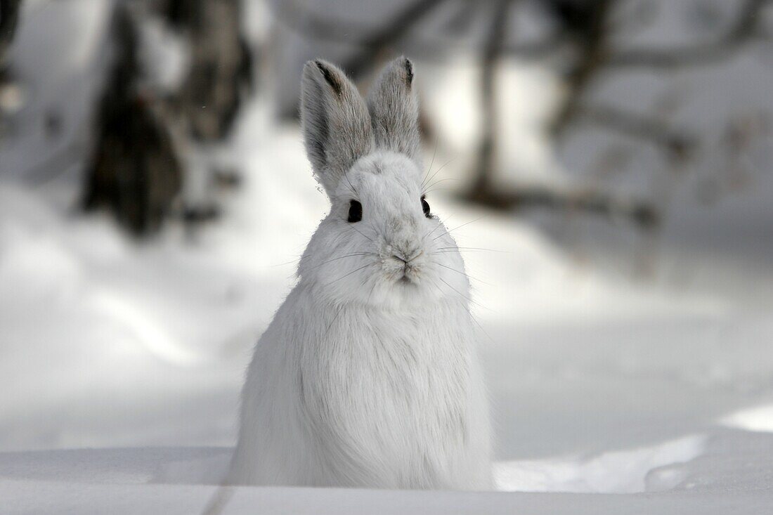 Adult Snowshoe Hare Lepus americanus in snow near Churchill, Manitoba, Canada