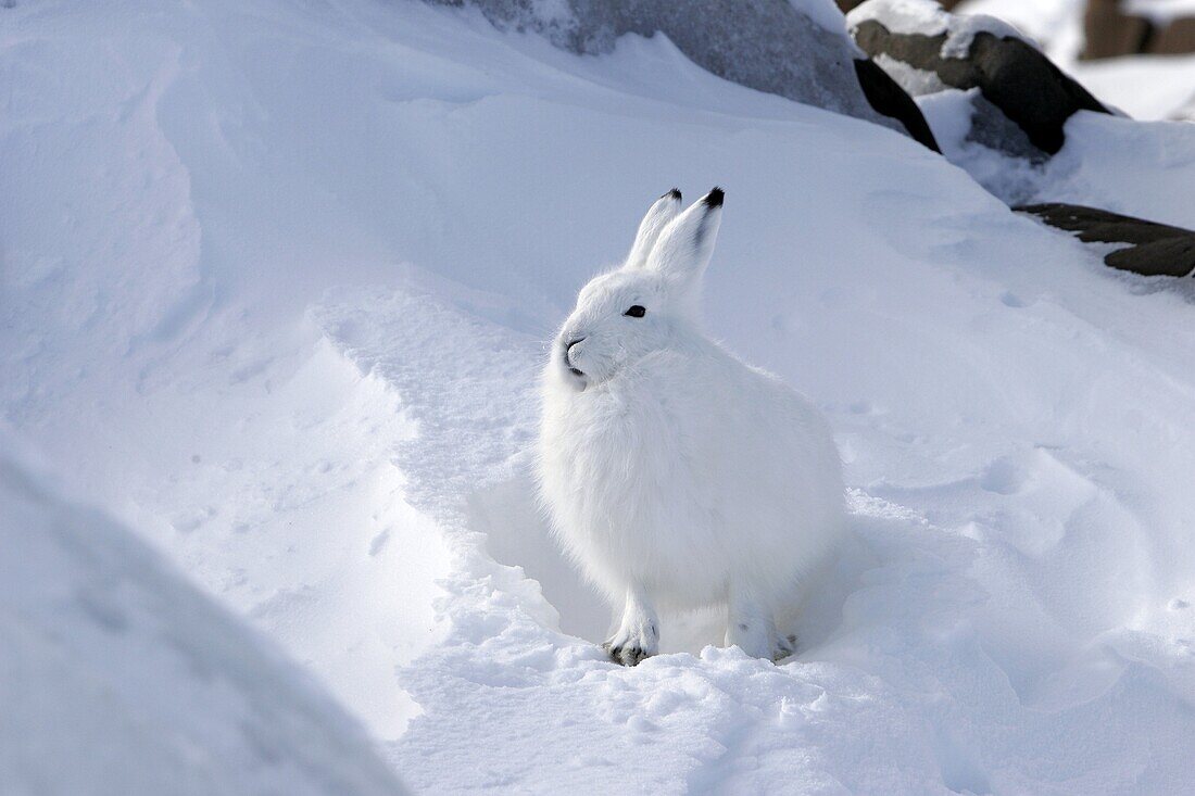 Adult Arctic Hare Lepus arcticus in winter coloration on the snow-drift covered rocky shore of Hudson Bay near Churchill, Manitoba, Canada