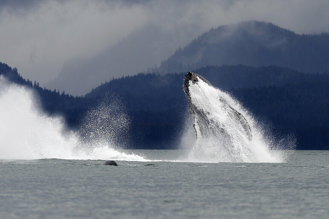 Humpback Whales Megaptera novaeangliae breaching in Stephen´s Passage, Southeast Alaska, USA  Pacific Ocean