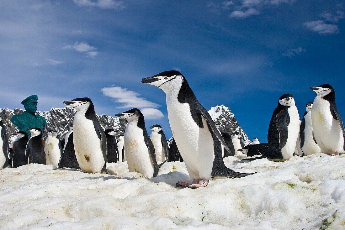 Chinstrap penguin Pygoscelis antarctica colony near Point Wild on Elephant Island in the South Shetland Islands  This is where Sir Ernest Shackleton´s men stayed for 131 days until rescue on August 30, 1916  There are an estimated 2 million breeding pairs